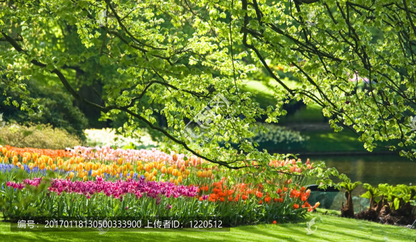 公園的春天