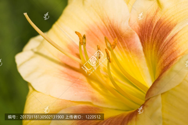 美麗的黃花菜