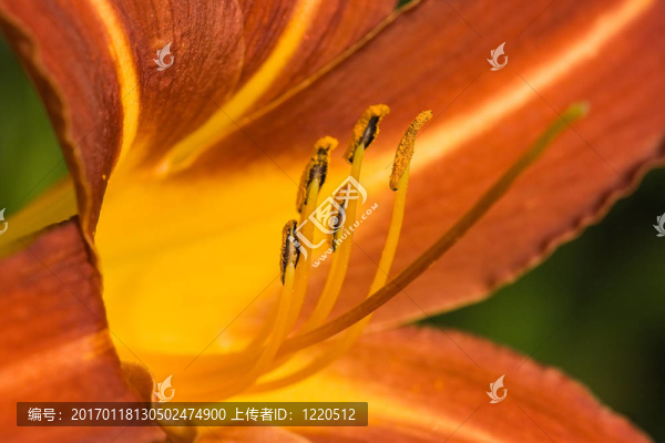 萱草