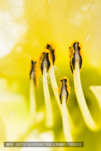 白金針雄蕊