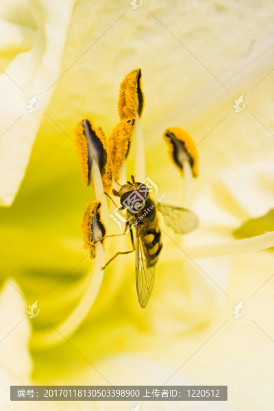 白色的黃花菜食蚜蠅