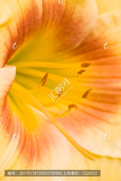 黃花菜
