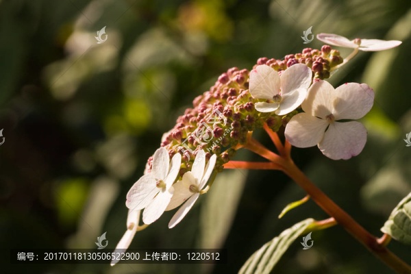 奧滕西婭夏天的花