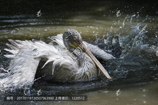 Pelican飛濺