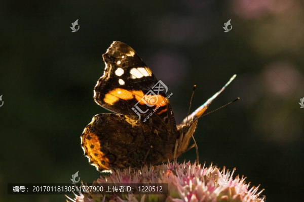 紅將軍