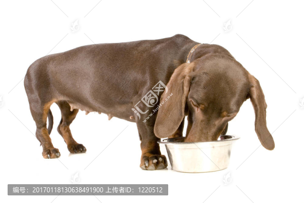 臘腸吃