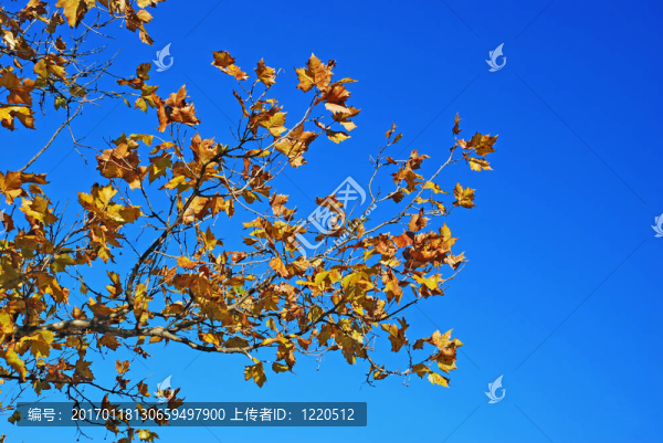黃色的秋天的樹葉藍(lán)天
