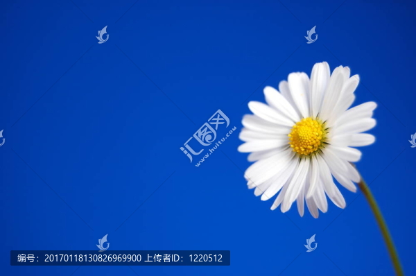 藍(lán)天下的菊花