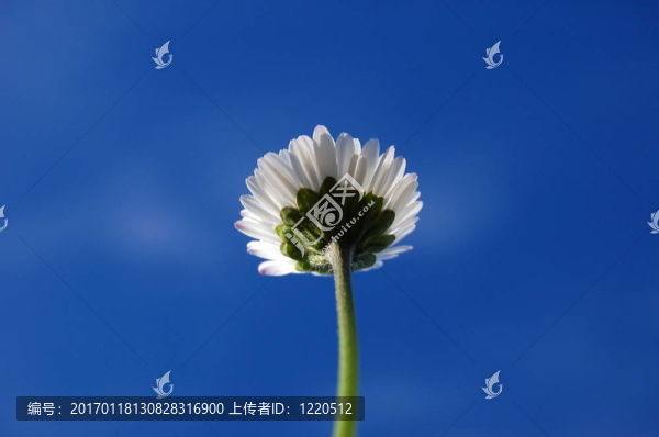 藍色天空下的菊花