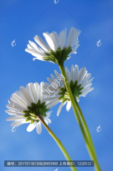 藍(lán)色天空下的菊花