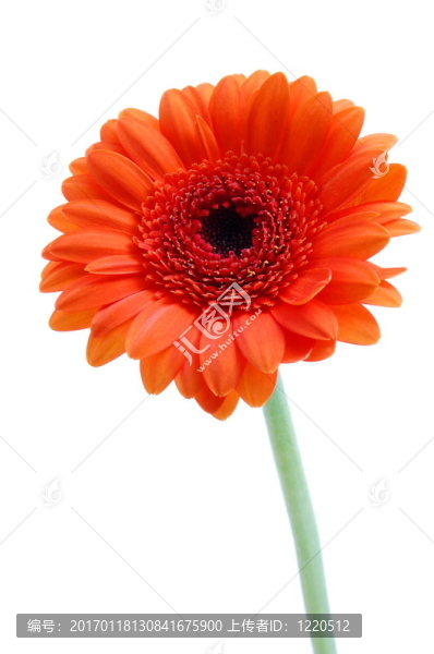 白色孤立花