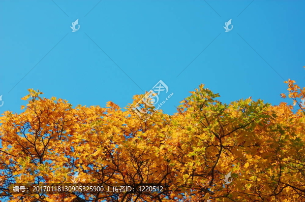 秋天有金色葉子的森林和花園