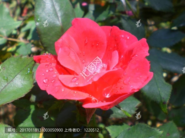 水滴紅花（1）