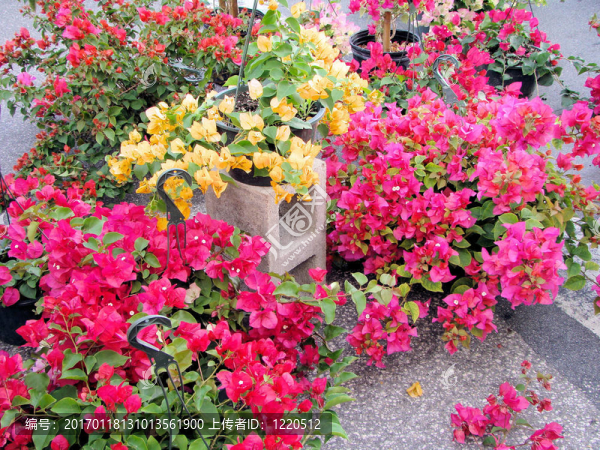 街頭市場(chǎng)鮮花出售