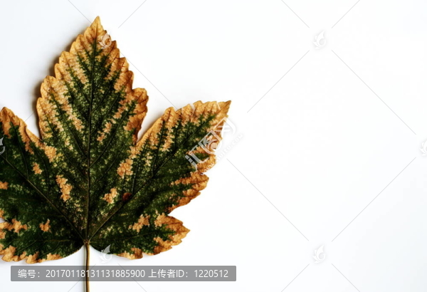 葉與棕色邊緣孤立的白色