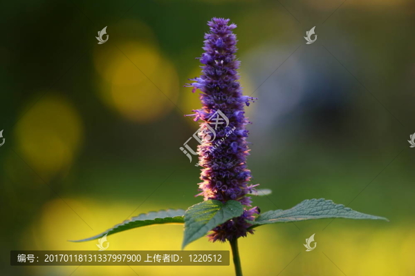 薄荷花