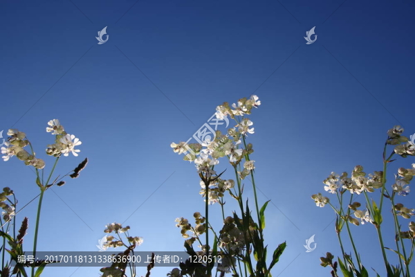 白色的野花