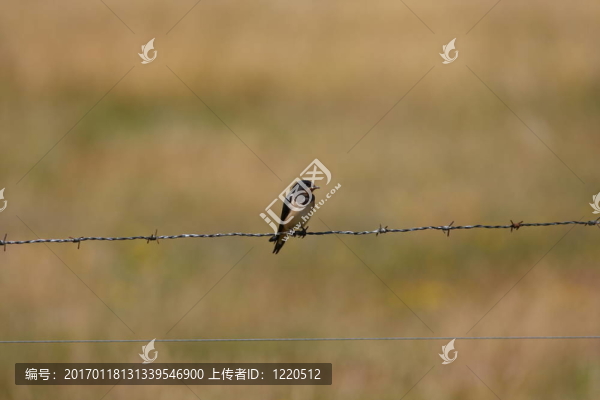燕子