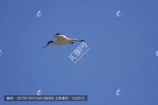 反嘴鷸-反嘴鷸