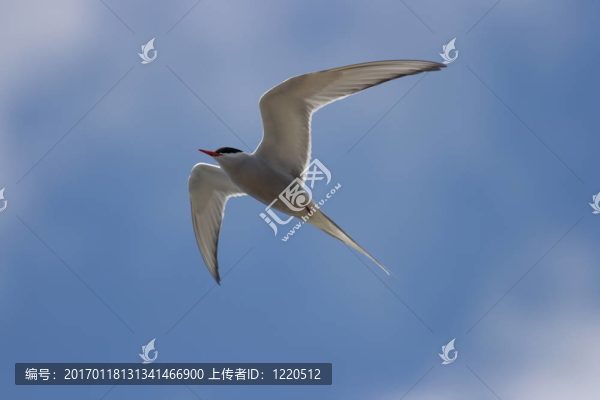 普通燕鷗-,Sterna,hirundo