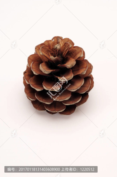 開(kāi)松錐-匯圖網(wǎng) www.fosd68.com 開(kāi)松錐