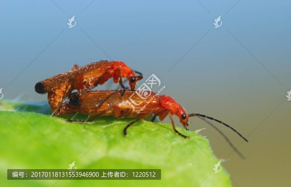 春天來了