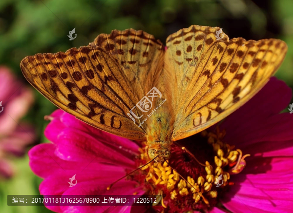 蝴蝶-匯圖網(wǎng) www.fosd68.com 蝴蝶