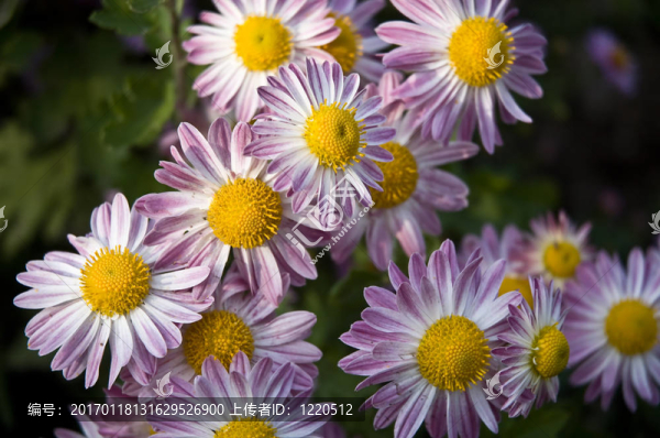 菊花