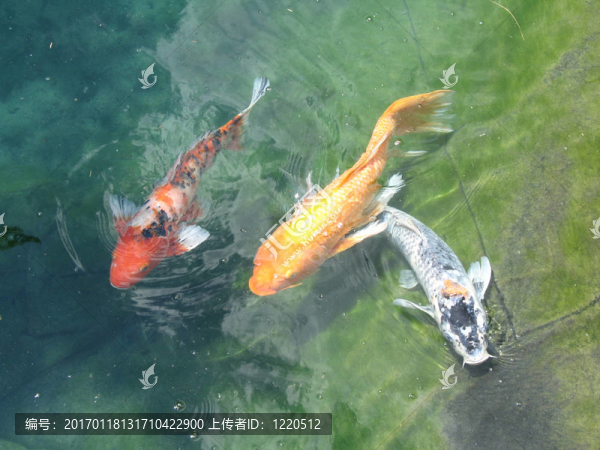 水中的大型金魚(yú)