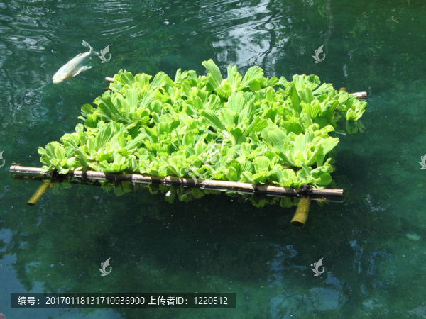 魚類漂浮植物