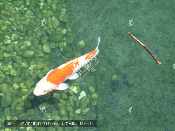 水中的大型金魚