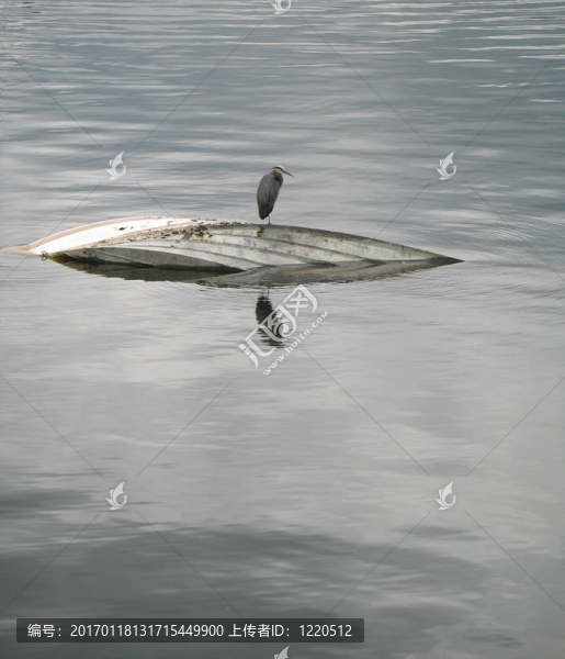 沉船上的鳥