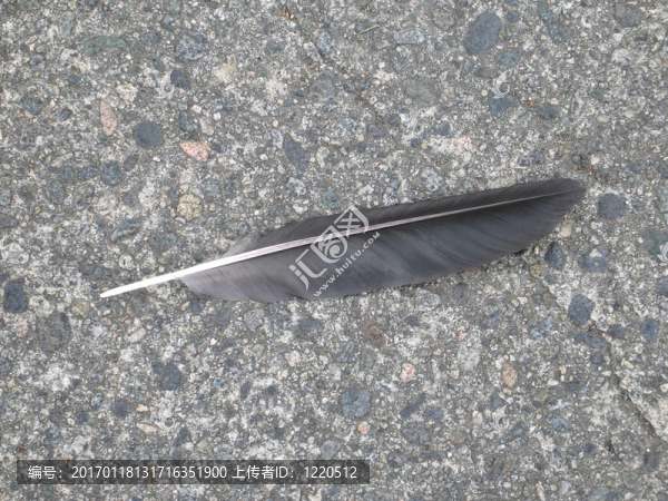 人行道上的鳥羽