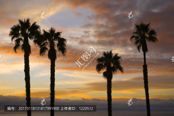 棕櫚樹的剪影