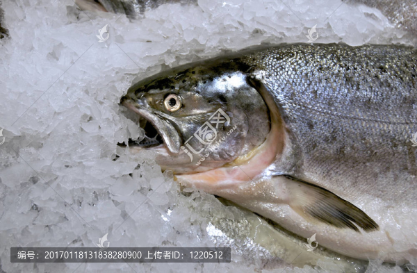 鮭魚出售