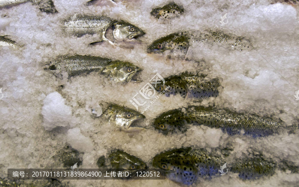 新鮮冷凍魚