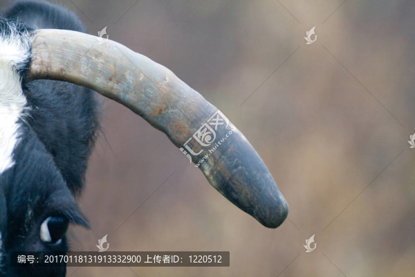 牛的頭