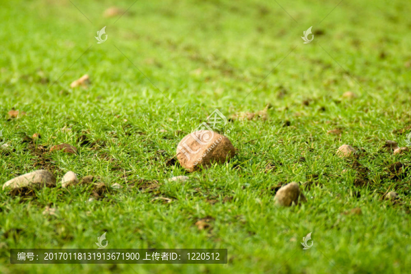 石頭上的領(lǐng)域