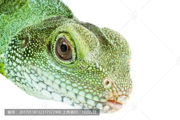 長鬣蜥