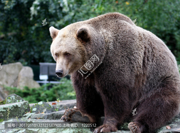 Brown,Bear肖像