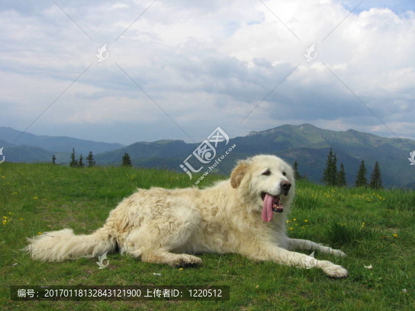山地犬