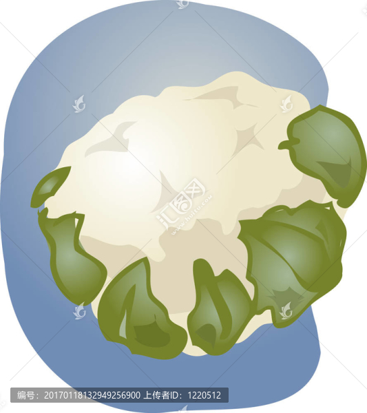 花椰菜的插圖