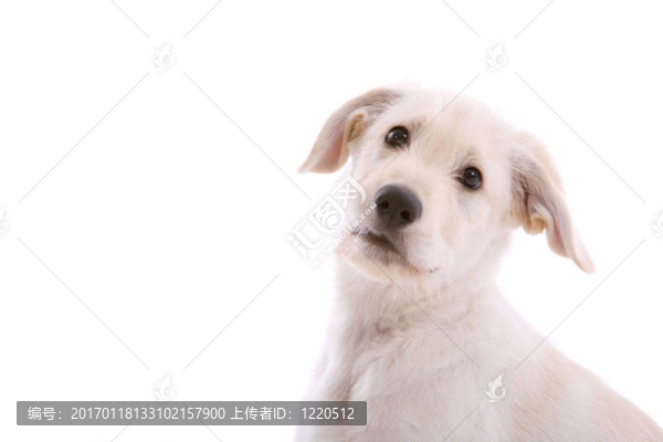 白色的小牧羊犬