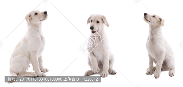 三排