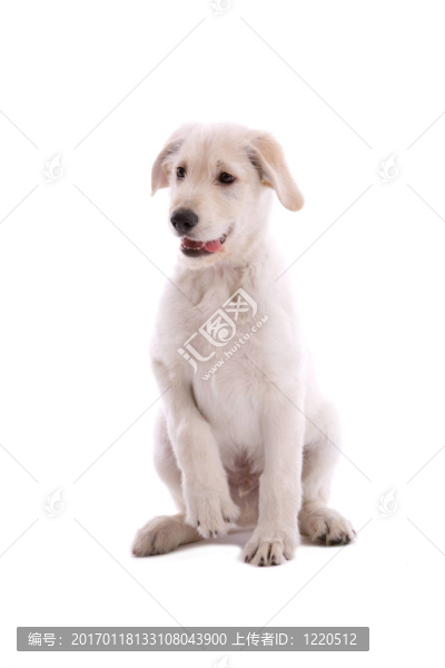 瑞士的白色牧羊犬