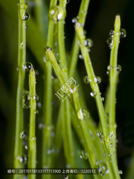 草
