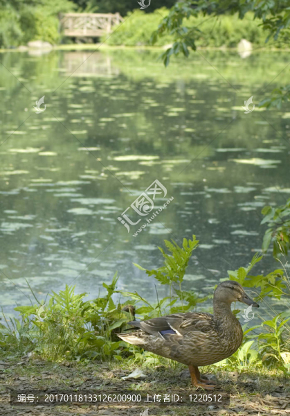 鴨子在中央公園