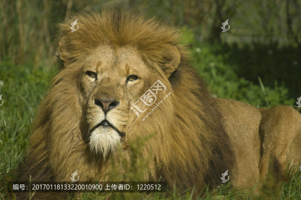 獅子