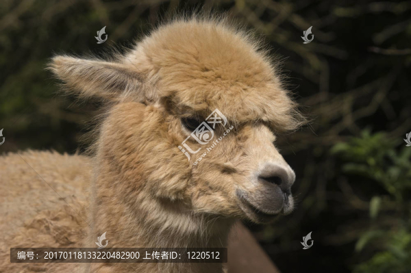 美洲駝