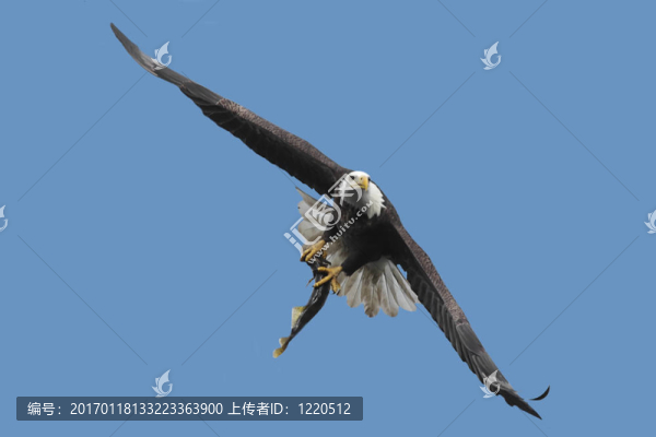 背著魚的禿頭鷹
